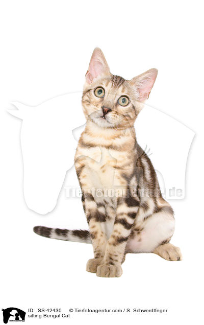 sitzende Bengal Katze / sitting Bengal Cat / SS-42430
