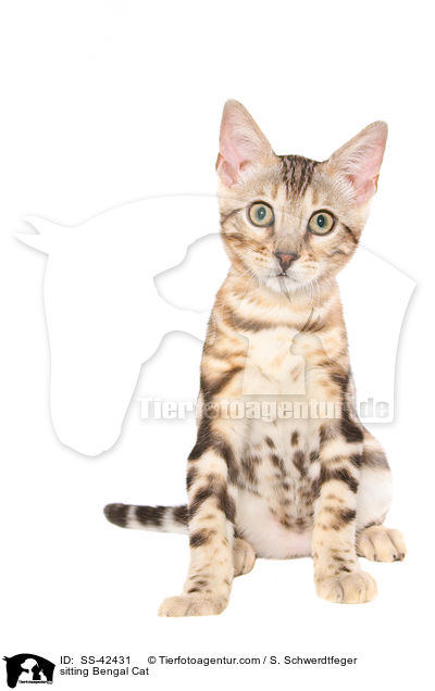 sitzende Bengal Katze / sitting Bengal Cat / SS-42431