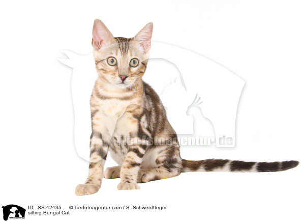 sitzende Bengal Katze / sitting Bengal Cat / SS-42435