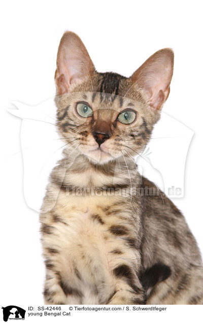 young Bengal Cat / SS-42446