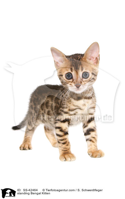 standing Bengal Kitten / SS-42464