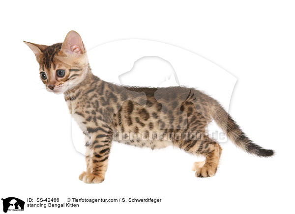 stehendes Bengal Ktzchen / standing Bengal Kitten / SS-42466