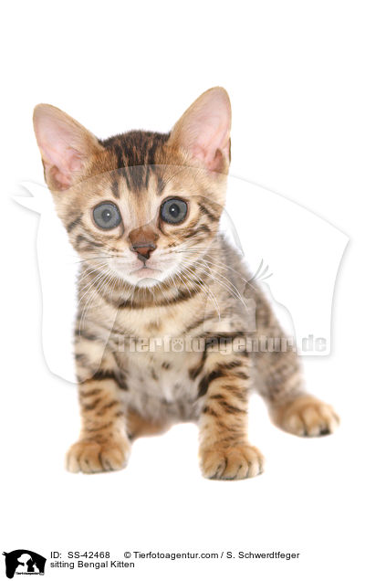 sitting Bengal Kitten / SS-42468