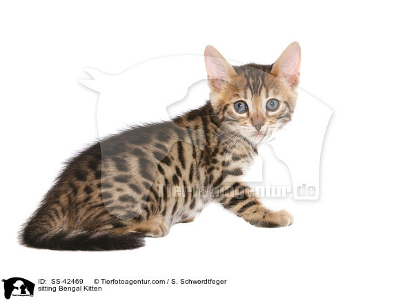 sitting Bengal Kitten / SS-42469