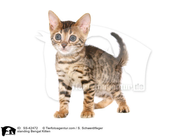 stehendes Bengal Ktzchen / standing Bengal Kitten / SS-42472