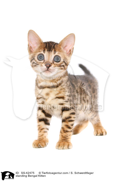 stehendes Bengal Ktzchen / standing Bengal Kitten / SS-42475