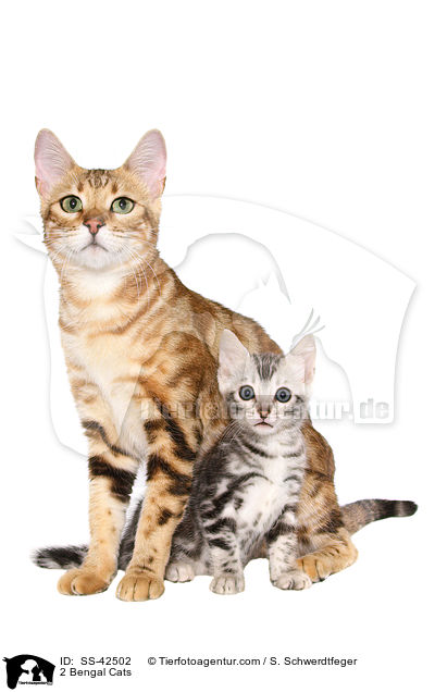 2 Bengal Katzen / 2 Bengal Cats / SS-42502