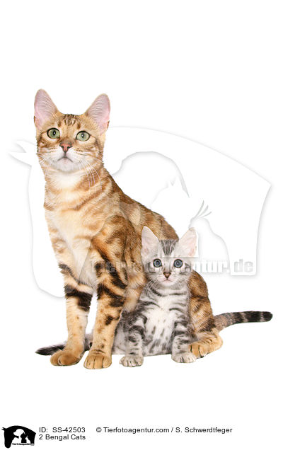 2 Bengal Katzen / 2 Bengal Cats / SS-42503