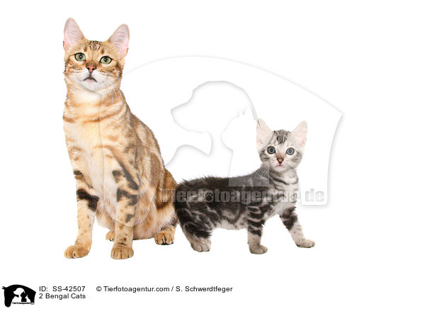 2 Bengal Katzen / 2 Bengal Cats / SS-42507