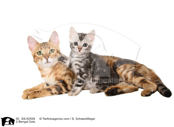 2 Bengal Katzen / 2 Bengal Cats / SS-42509
