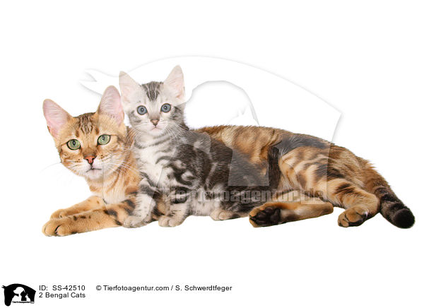 2 Bengal Katzen / 2 Bengal Cats / SS-42510