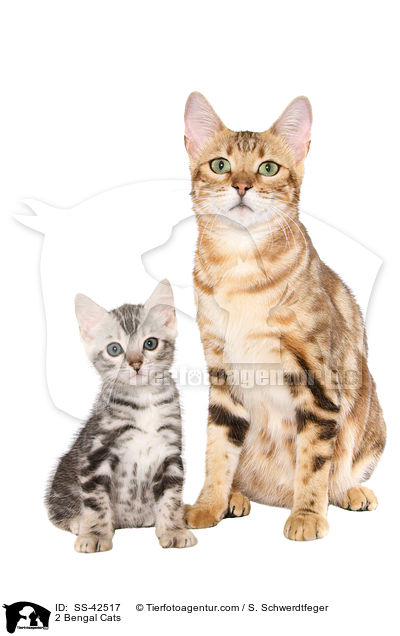 2 Bengal Katzen / 2 Bengal Cats / SS-42517