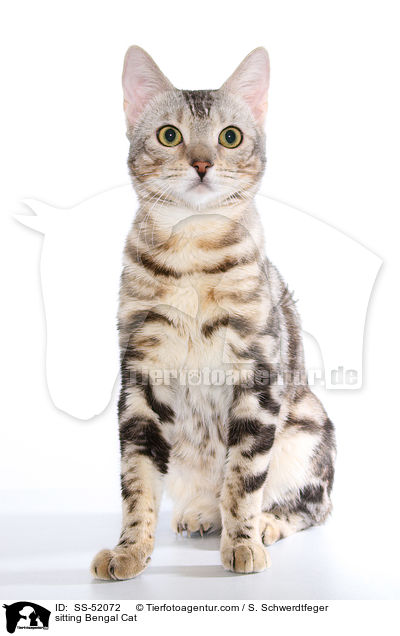 sitting Bengal Cat / SS-52072