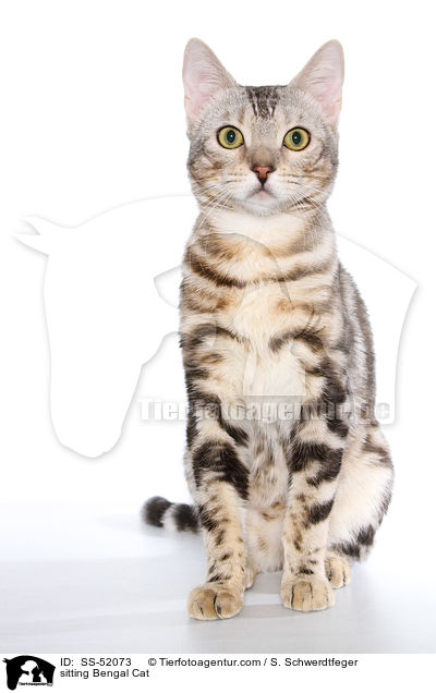 sitting Bengal Cat / SS-52073