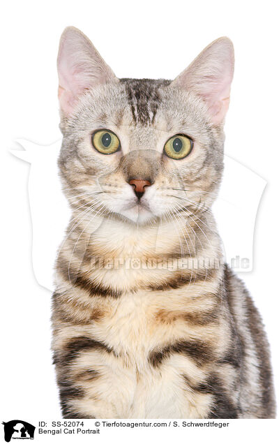 Bengal Katze Portrait / Bengal Cat Portrait / SS-52074