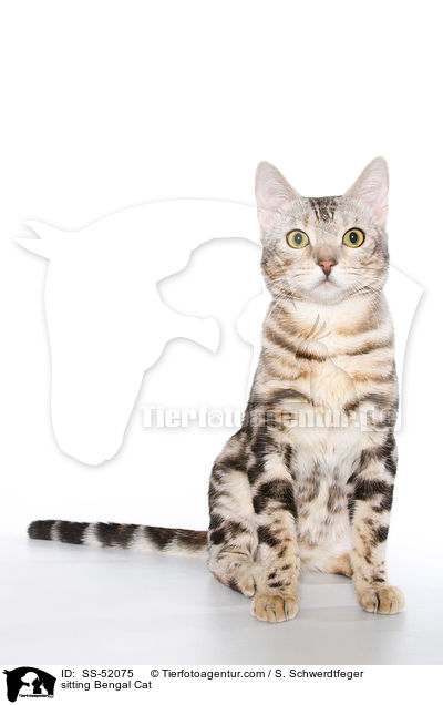 sitting Bengal Cat / SS-52075