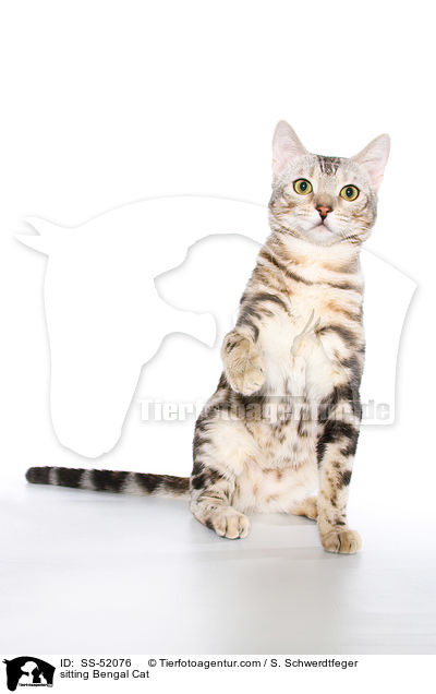 sitzende Bengal Katze / sitting Bengal Cat / SS-52076