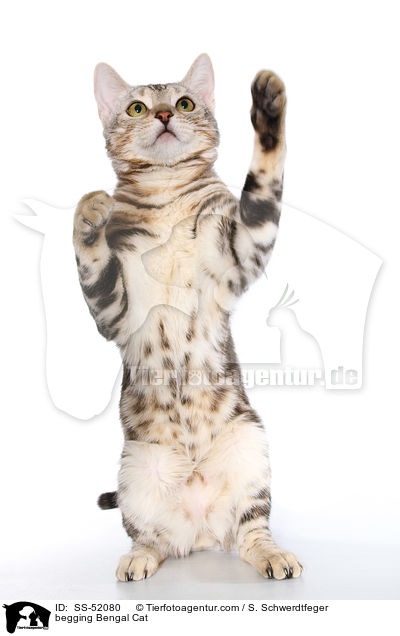 begging Bengal Cat / SS-52080