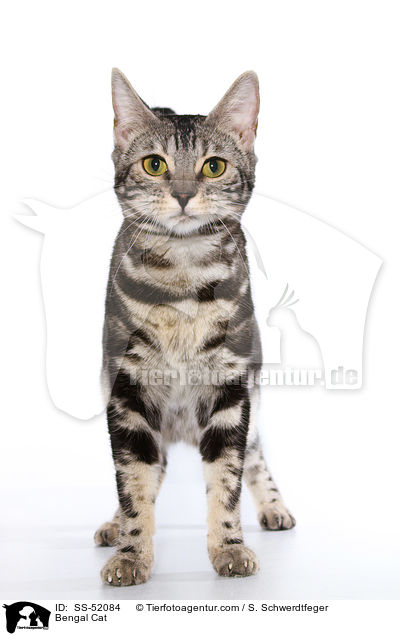 Bengal Cat / SS-52084