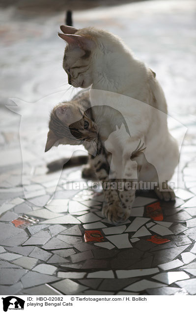 spielender Bengalen / playing Bengal Cats / HBO-02082