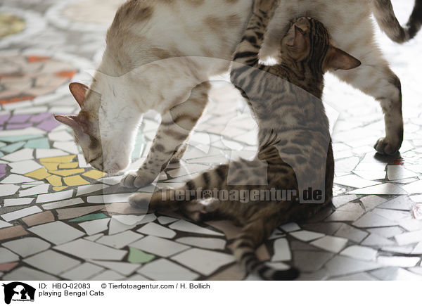 spielender Bengalen / playing Bengal Cats / HBO-02083