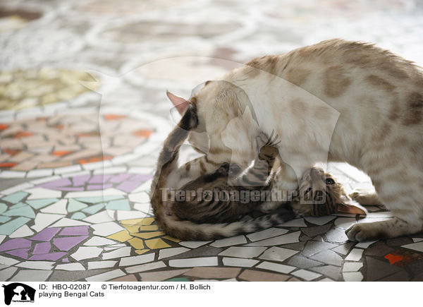 spielender Bengalen / playing Bengal Cats / HBO-02087