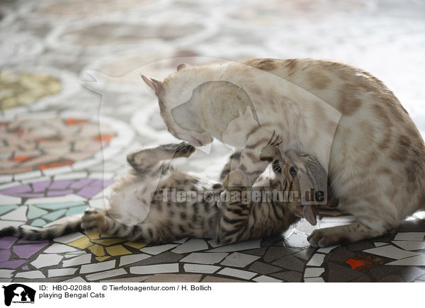 spielender Bengalen / playing Bengal Cats / HBO-02088