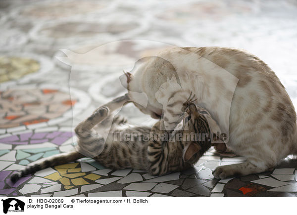 spielender Bengalen / playing Bengal Cats / HBO-02089
