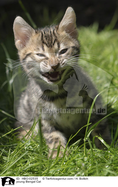 junge Bengale / young Bengal Cat / HBO-02535
