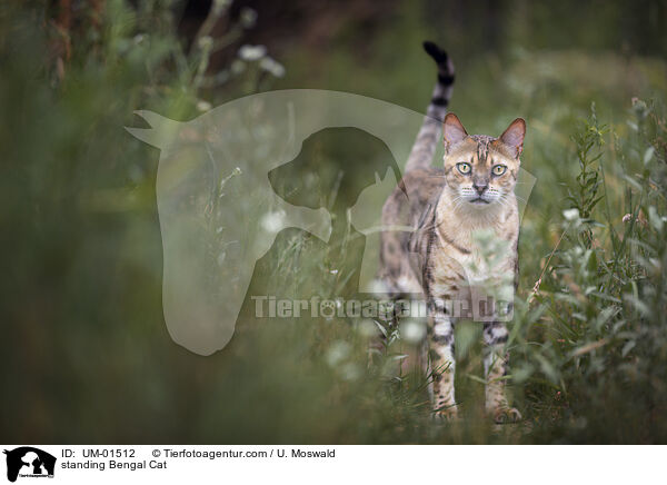 stehende Bengal Katze / standing Bengal Cat / UM-01512