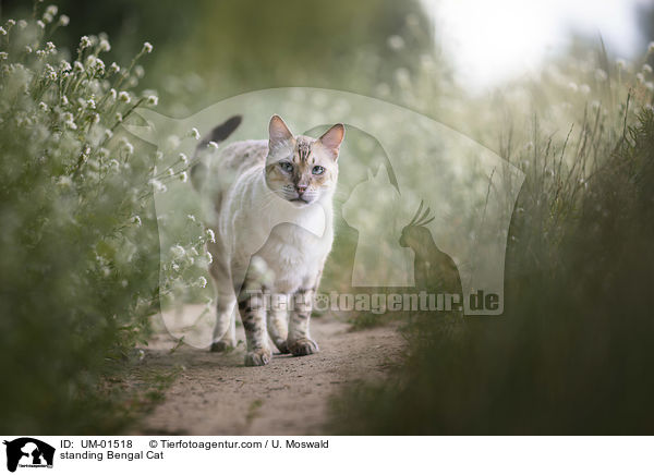 stehende Bengal Katze / standing Bengal Cat / UM-01518