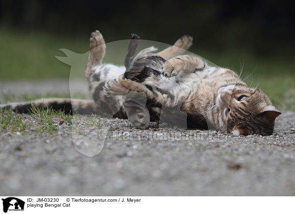 spielende Bengal Katze / playing Bengal Cat / JM-03230