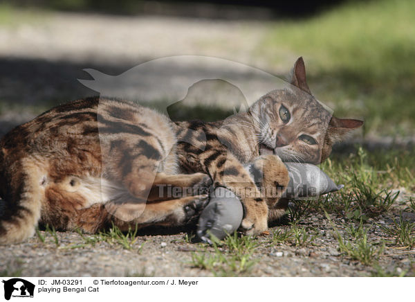 spielende Bengal Katze / playing Bengal Cat / JM-03291