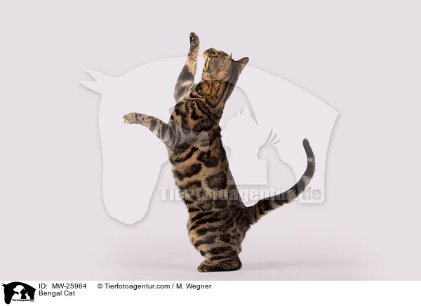 Bengal Katze / Bengal Cat / MW-25964