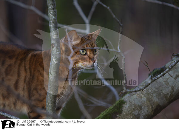 Bengale im Wald / Bengal Cat in the woods / JM-05967