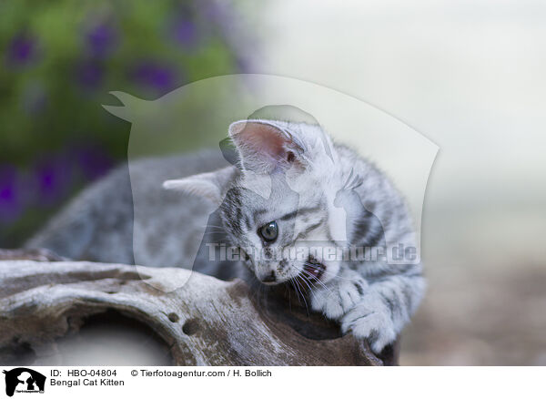 Bengal-Katze Ktzchen / Bengal Cat Kitten / HBO-04804