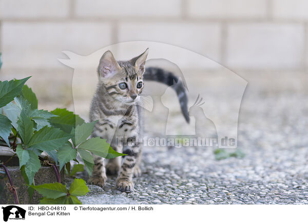 Bengal-Katze Ktzchen / Bengal Cat Kitten / HBO-04810