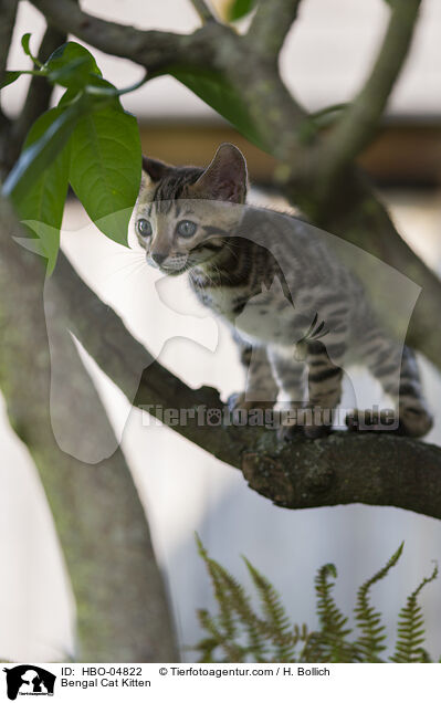 Bengal-Katze Ktzchen / Bengal Cat Kitten / HBO-04822