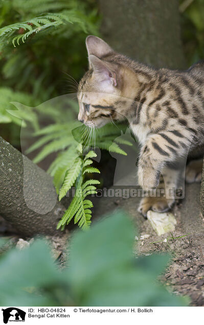 Bengal-Katze Ktzchen / Bengal Cat Kitten / HBO-04824