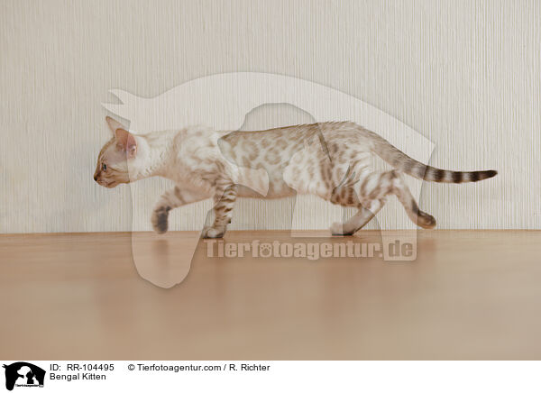 Bengal Ktzchen / Bengal Kitten / RR-104495