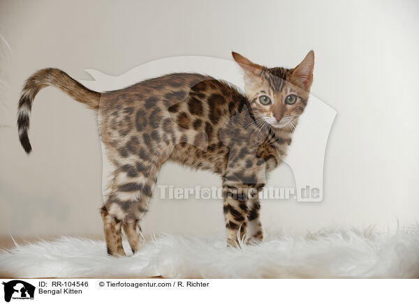 Bengal Ktzchen / Bengal Kitten / RR-104546