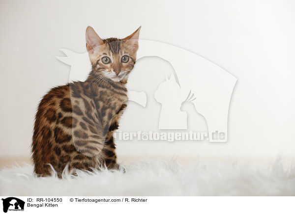 Bengal Ktzchen / Bengal Kitten / RR-104550