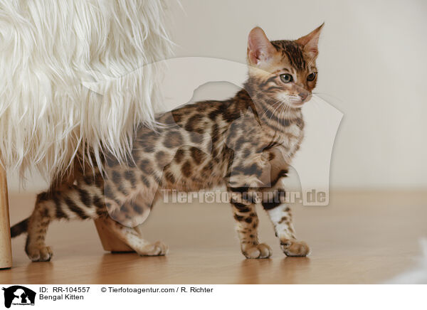 Bengal Ktzchen / Bengal Kitten / RR-104557