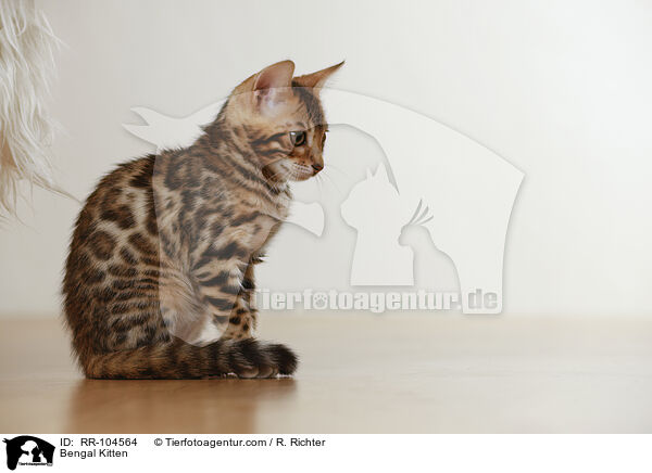 Bengal Ktzchen / Bengal Kitten / RR-104564