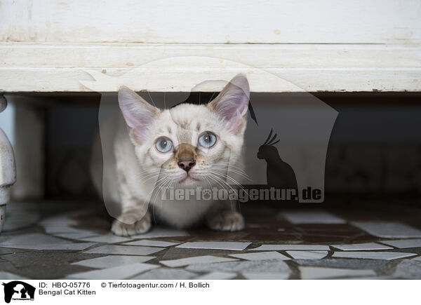 Bengal Katze Ktzchen / Bengal Cat Kitten / HBO-05776