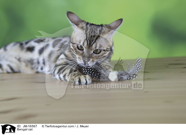 Bengal cat / JM-16567