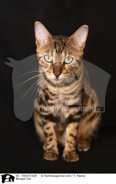 Bengale / Bengal Cat / TAH-01328