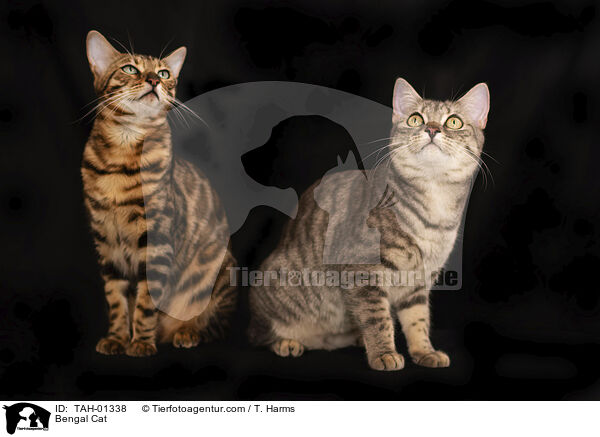 Bengale / Bengal Cat / TAH-01338