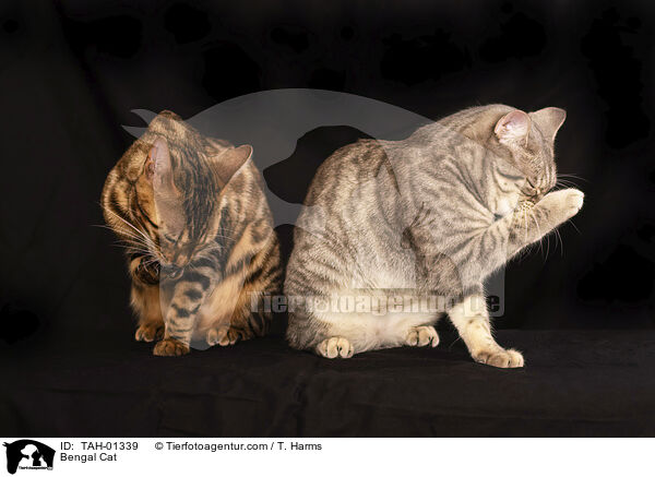 Bengale / Bengal Cat / TAH-01339