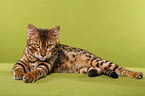 Bengal cat